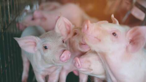 Coccidiose bij kraambiggen zorgt voor diarree in het kraamhok, de groeivertraging bij geïnfecteerde dieren is zelfs merkbaar tot aan de slacht.