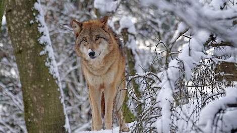 Afbeelding van een wolf ter illustratie.