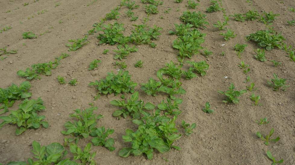 Aardappelopslag in bieten