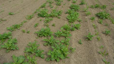 Aardappelopslag in bieten