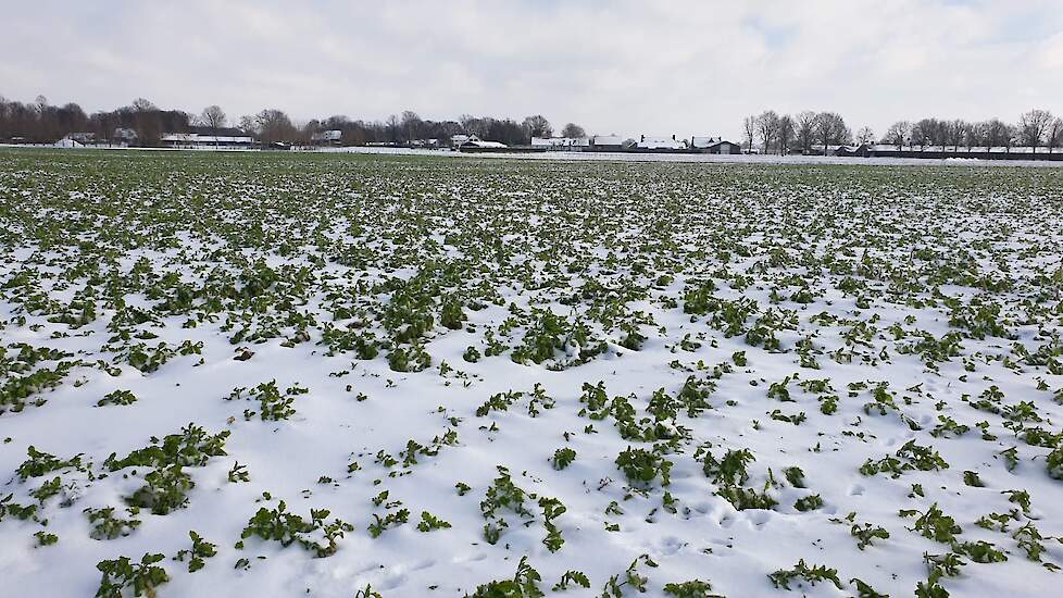 Een perceel bladrammenas in de sneeuw