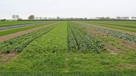 Strokenteelt wordt gezien als een alternatieve, meer biodiverse manier van akkerbouw.