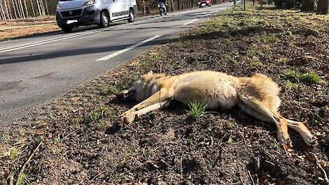 De doodgereden wolvin in de buurt van Ede.