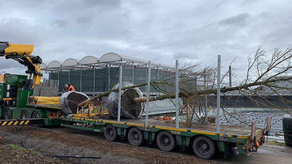 De bomen werden met een dieplader naar de Floating Farm gebracht.