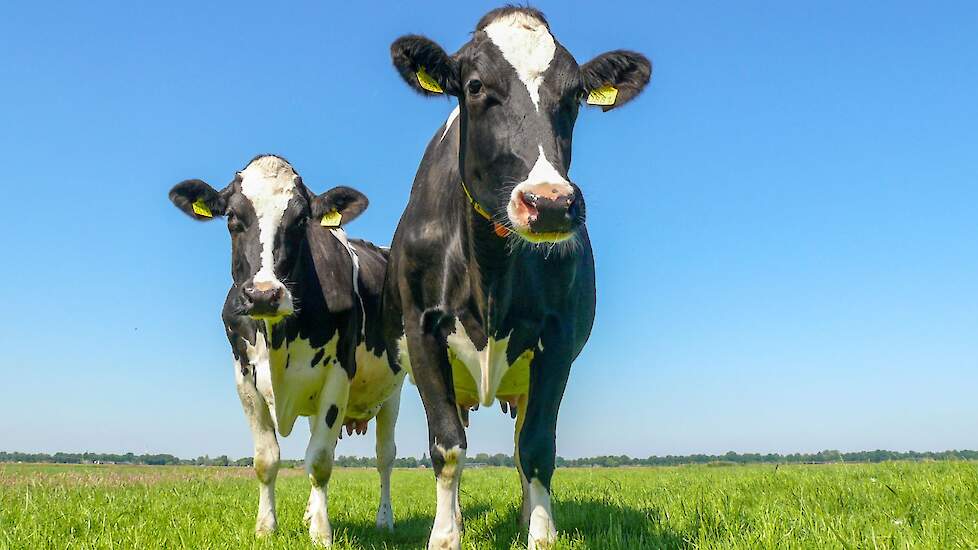 Afbeelding van twee koeien in de wei.