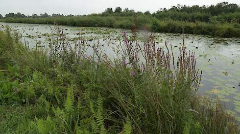 De Oostelijke Vechtplassen, een Natura 2000-gebied in de provincie Utrecht.