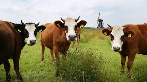 Blaarkoppen fosfaat knelgevallen ontheffing