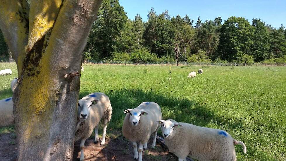 De schapen van Heidi van der Pol gaan binnenkort weer de wei in.