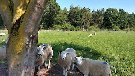 De schapen van Heidi van der Pol gaan binnenkort weer de wei in.