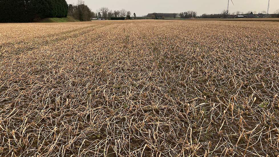 Gele mosterd op de TopBodem-demo in Erichem afgestorven na de winter