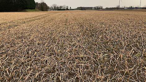 Gele mosterd op de TopBodem-demo in Erichem afgestorven na de winter