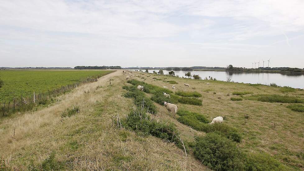 Hoeksche Waard in Zuid-Holland, als het aan NLDelta ligt straks onderdeel van een Nationaal Park.