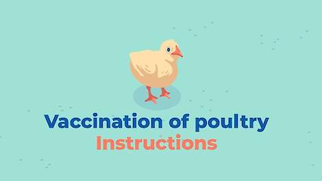 Boehringer Ingelheim  - Tutorial for vaccination of poultry with drinking water