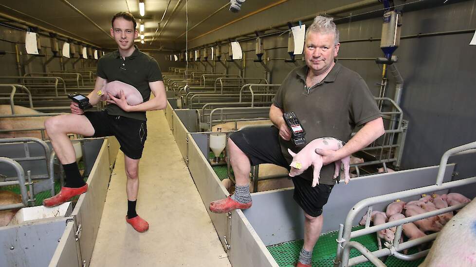 Pieter Post (25, links) met Klaas Mijnheer (54, rechts) in de kraamstal. In de hand hebben ze een scanner waarmee ze per varken data kunnen uitlezen.