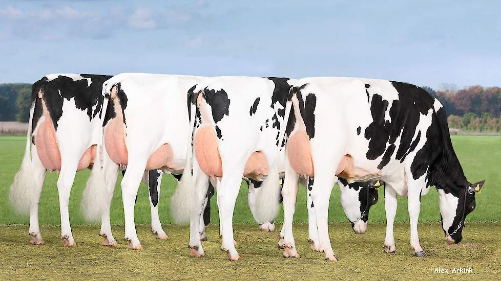 Vier dochters van Barcley, die met een productievererving van 1047 kilo melk met +0,46 procent vet en +0,41 procent eiwit de top 10 binnen stormt.