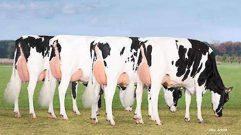 Vier dochters van Barcley, die met een productievererving van 1047 kilo melk met +0,46 procent vet en +0,41 procent eiwit de top 10 binnen stormt.
