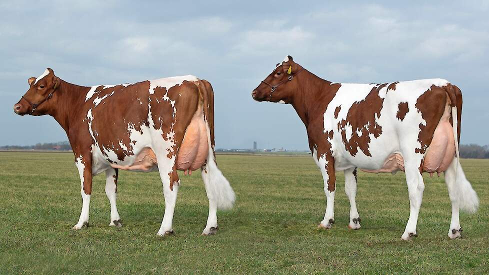 Links Thilda 147 en rechts Elly 385, twee dochters van Delta Rosebud-Red van Melkveebedrijf Damman in Nagele (FL). Rosebud zag zijn NVI stijgen door een ruimere melkproductie.