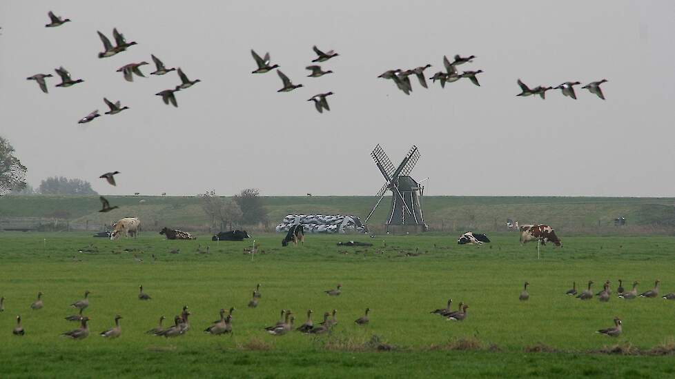 Het insleeprisico van vogelgriep op pluimveebedrijven blijft hoog in Nederland. Er circuleert namelijk nog steeds hoogpathogeen vogelgriepvirus in de Nederlandse wilde vogels. Beeld ter illustratie.