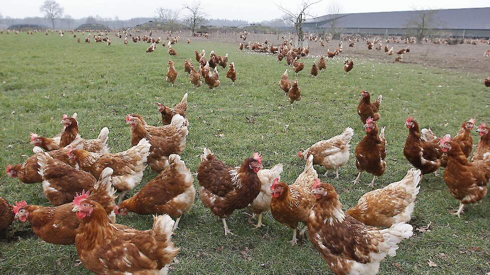 In België vervalt de ophokplicht voor pluimvee op pluimveebedrijven op 20 april, mits de vogelgriepdreiging wegblijft.
