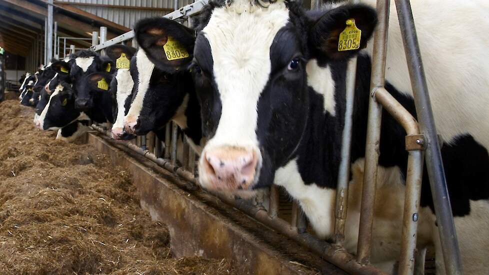 AgruniekRijnvallei › Video Extra zetmeel in het rantsoen voor meer