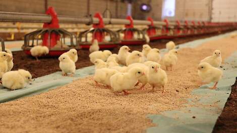 „Probeer eendagskuikens zo snel mogelijk aan het vreten te krijgen na aankomst in de stal. De voeding is nodig voor de ontwikkeling van de darmwand en voor de ontwikkeling van een goede darmbarrière tegen bijvoorbeeld Coccidiose. Een goede darmbarrière vo