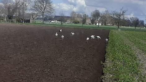 Loonwerker Adriaan Grandia ziet steeds vaker ooievaars die jagen op weidevogelnesten.