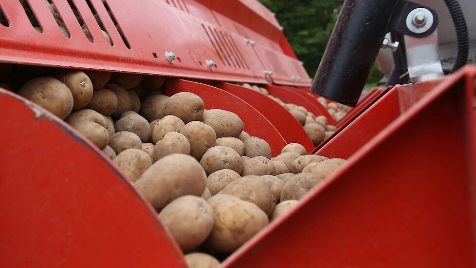 aardappelen poten