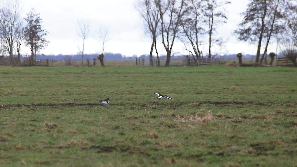 Afbeelding van twee scholeksters op percelen van Jaco Bos uit Bergambacht (ZH).