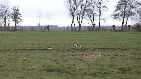 Afbeelding van twee scholeksters op percelen van Jaco Bos uit Bergambacht (ZH).