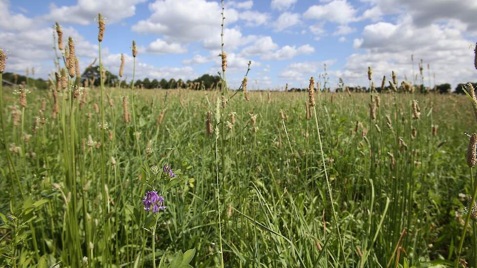 Kruidenrijk grasland.