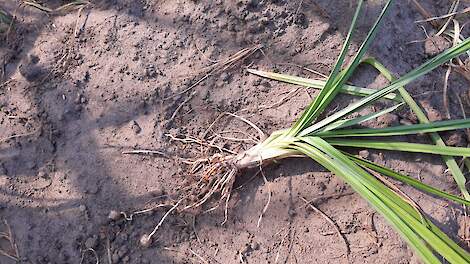 Om knolcyperus écht goed aan te kunnen pakken is er meer openheid nodig, in ieder geval tussen boeren onderling