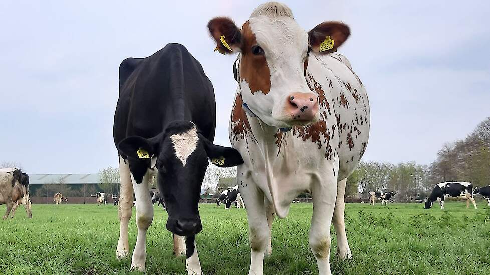 De Holsteinkoeien van Peter van Zuijlen, die hij naar tevredenheid melkt. Hij is niet van plan in te kruisen met andere rassen.