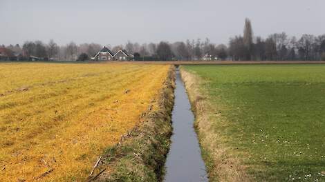 Afbeelding ter illustratie. Dit is niet het veld van de desbetreffende akkerbouwer.