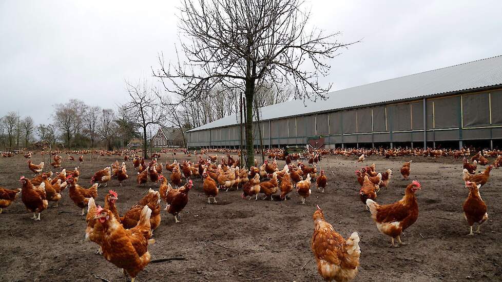 België heft de ophokplicht voor pluimvee op pluimveebedrijven vanaf morgen (woensdag 12) mei op.
