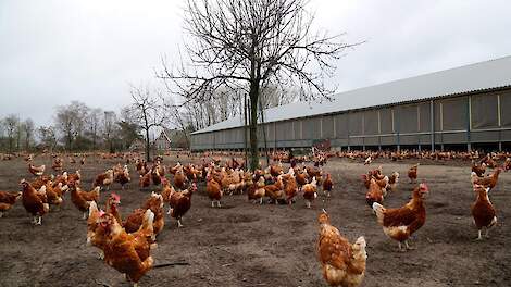 België heft de ophokplicht voor pluimvee op pluimveebedrijven vanaf morgen (woensdag 12) mei op.