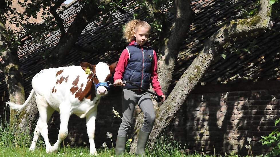 Kinderen tussen de 6 en 16 jaar oud kunnen meedoen aan de kalverkeuring.