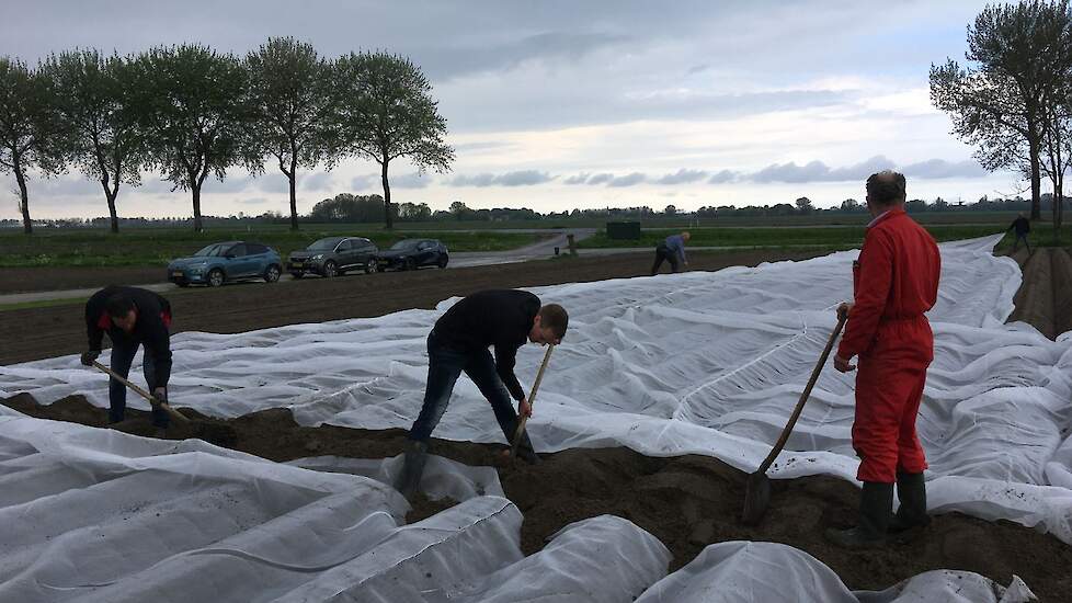 Medewerkers van Agrifirm en HZPC leggen het doek over de aardappelruggen.