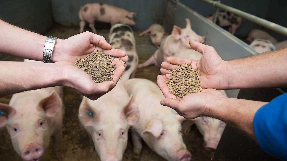 Wanneer Nederland als enige EU-land alleen Europese voergrondstoffen in varkensvoer gebruikt, is het inkomen van een Nederlandse vleesvarkenshouder naar schatting 13.000 euro per jaar lager dan nu indien er geen hogere opbrengstprijs voor de varkens tegen