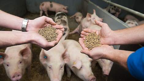 Wanneer Nederland als enige EU-land alleen Europese voergrondstoffen in varkensvoer gebruikt, is het inkomen van een Nederlandse vleesvarkenshouder naar schatting 13.000 euro per jaar lager dan nu indien er geen hogere opbrengstprijs voor de varkens tegen