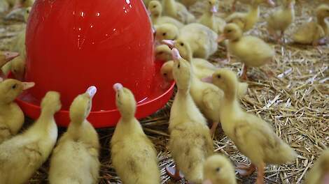 In Frankrijk werden in totaal 475 bedrijven getroffen door het vogelgriepvirus, voornamelijk eendenbedrijven voor de productie van foie gras.  Beeld ter illustratie.