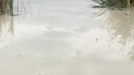 Door het krijt uit de latex kan een witte waas op het water ontstaan.
