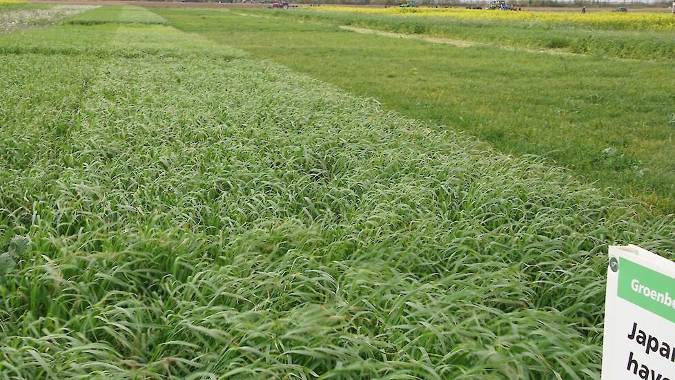 Japanse haver is geschikt als groenbemester, omdat het gewas zonder doodspuiten goed te klepelen en in te werken is, maar het is wel waardplant voor fusarium. Dat past dan weer minder goed bij de uienteelt van Arnout den Ouden.