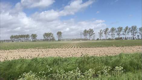 In verschillende delen van het land waaide afgelopen weekeinde een harde, schrale wind over de jonge gewassen.