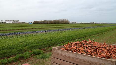 Strokenteelt, Ooltgensplaat, Zuid-Holland