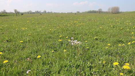 Uiterwaarden Gelderland leefgebied