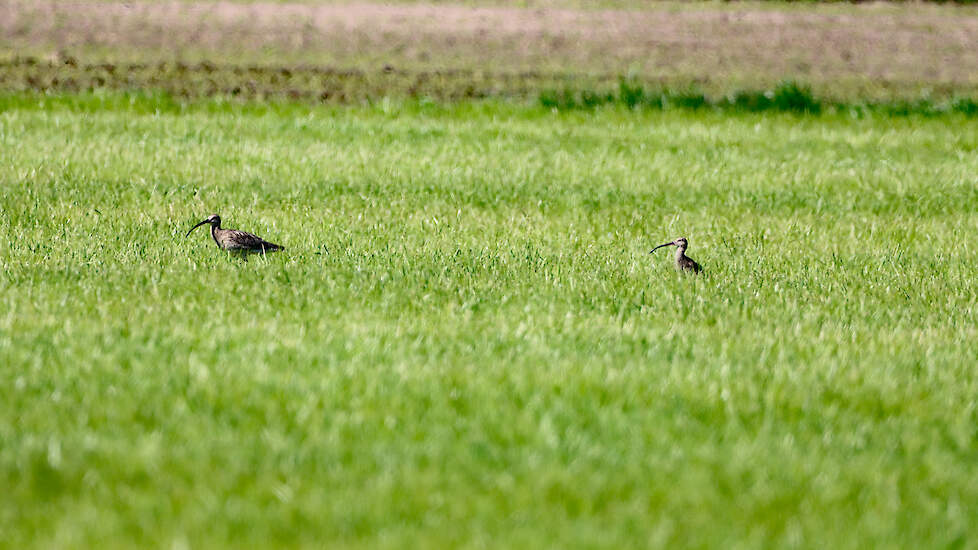 Wulp met jong in het Beltrumse Veld.