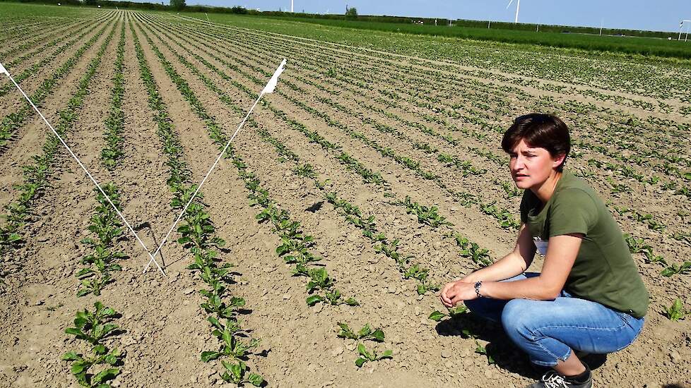 Anneleen Riemens van proefboerderij Rusthoeve laat de verschillen zien tussen een met gewasbeschermingsmiddelen bewerkte en geschoffelde grond