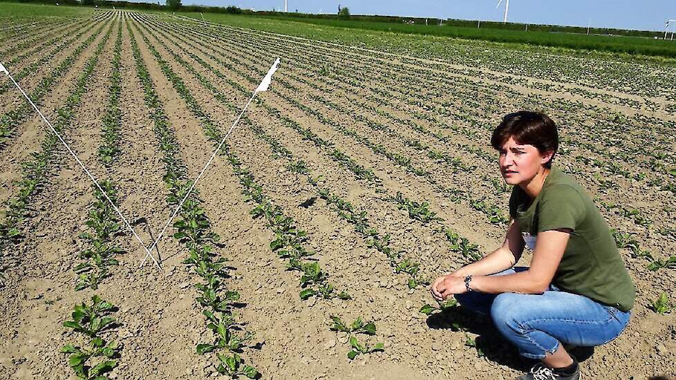 Anneleen Riemens van proefboerderij Rusthoeve laat de verschillen zien tussen een met gewasbeschermingsmiddelen bewerkte en geschoffelde grond.