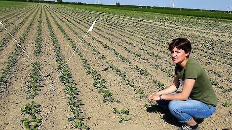 Anneleen Riemens van proefboerderij Rusthoeve laat de verschillen zien tussen een met gewasbeschermingsmiddelen bewerkte en geschoffelde grond.