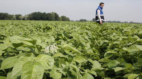 veldkeuring pootgoed